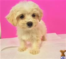 maltipoo puppy posted by NEW PUPPIES